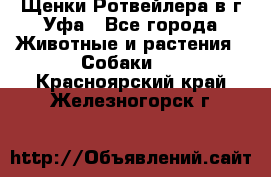 Щенки Ротвейлера в г.Уфа - Все города Животные и растения » Собаки   . Красноярский край,Железногорск г.